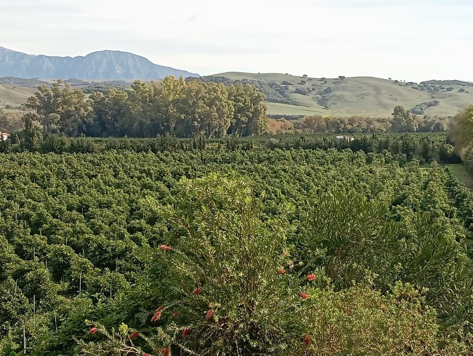 Los Dos Cedros San Pablo Esterno foto